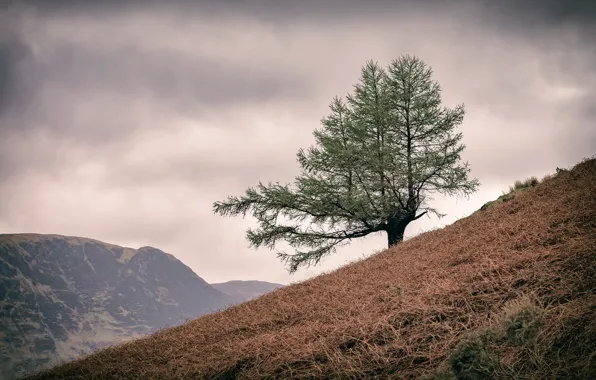 Картинка England, United Kingdom, Lake District, Lone Tree, Buttermere