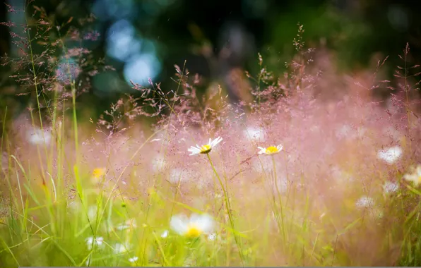 Картинка лето, трава, цветы, природа, ромашки, Луг, боке