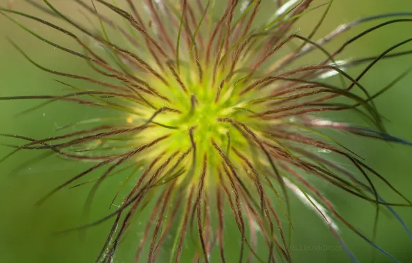 Flower, nature, macro, bokeh