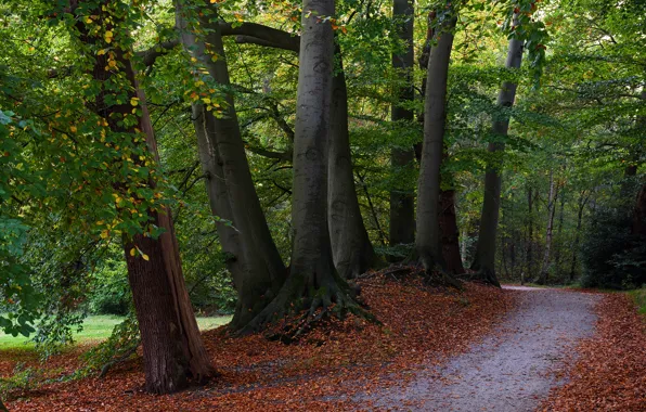 Картинка осень, лес, листья, деревья, ветки, парк, Нидерланды, тропинка