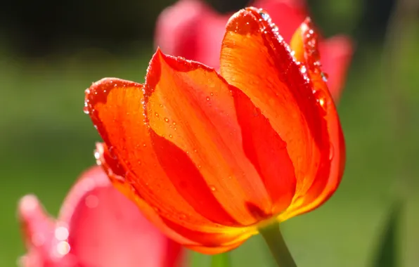 Red, garden, tulips, blooming, at close range
