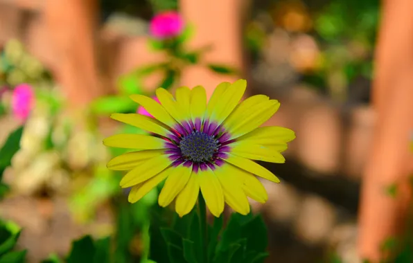Картинка Боке, Bokeh, Macro, Желтый цветок, Yellow flower