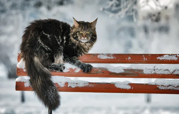 Кошка, взгляд, фон