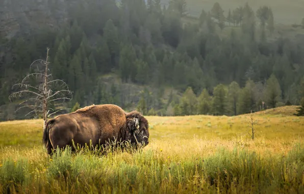 Лето, природа, Yellowstone, бизон