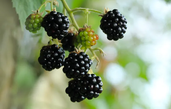 Black, food, fruit