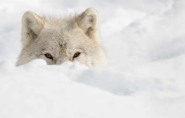 Nature, face, animal, wolf, wildlife, head, fur, mammal