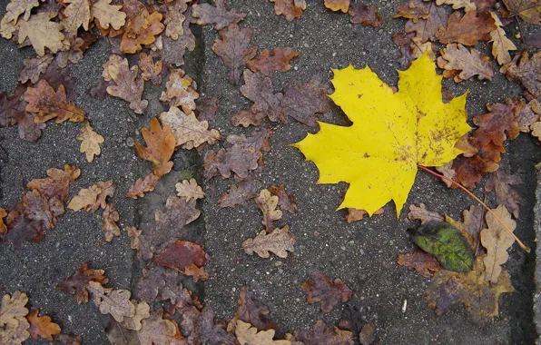 Лист, Желтый, Осень