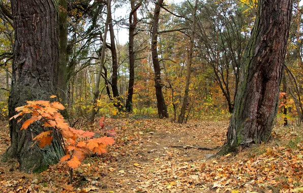 Trees, park, autumn, fall
