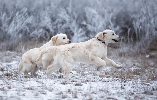 Картинка зима, иней, собаки, трава, взгляд, снег, ветки, природа