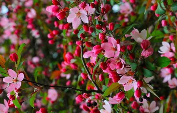 Flower, spring, twig