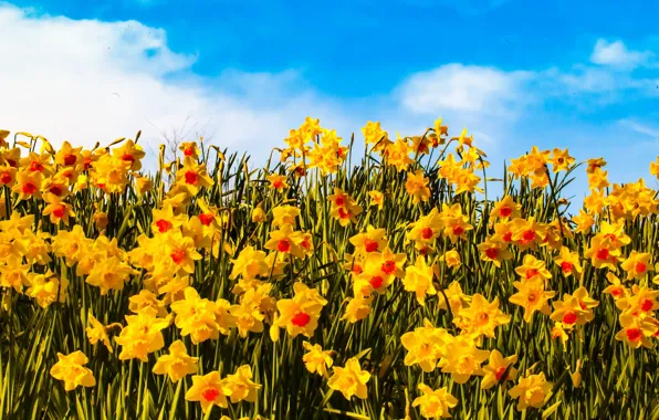 Sky, field, yellow, flowers, clouds, petals, sunny