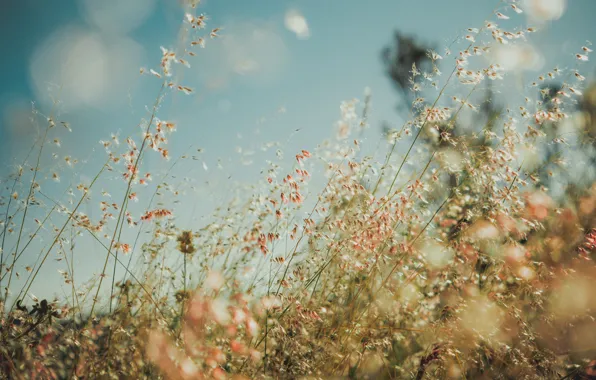 Grass, field, bokeh, countryside, sunny, stalks