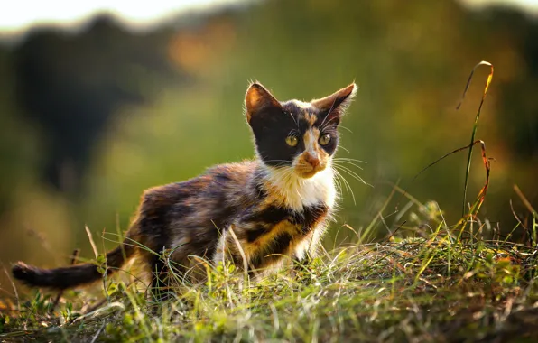 Кошка, лето, трава, взгляд, морда, свет, природа, поза