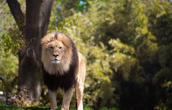 Картинка lion, animal, big cat, malel ion