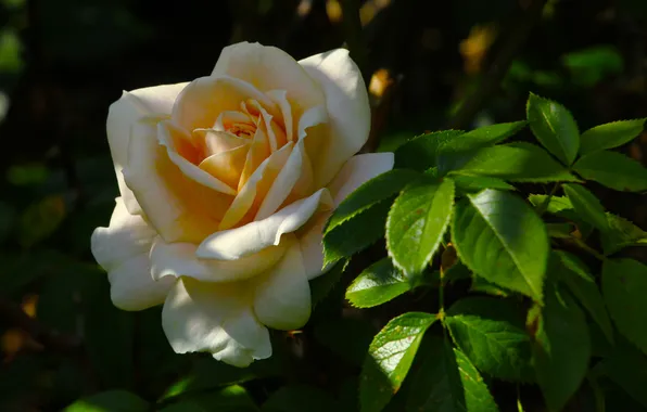 Rose, leafs, blooming
