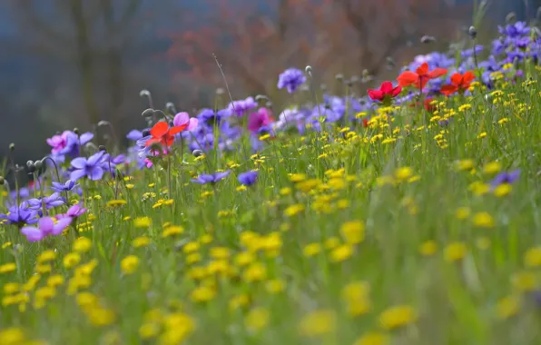 Картинка лето, трава, цветы