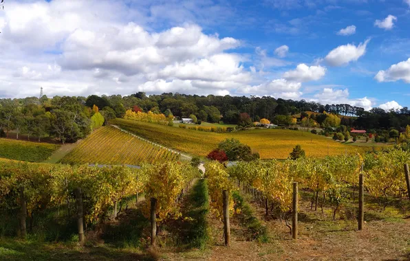 Картинка Небо, Облака, Австралия, Кусты, Поля, Виноградник, Ashton Valley Adelaide Hills