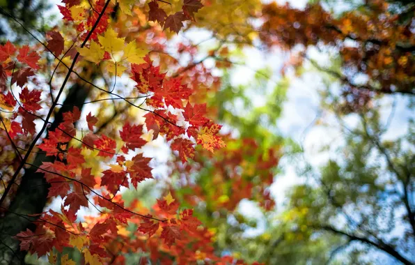 Осень, листья, природа