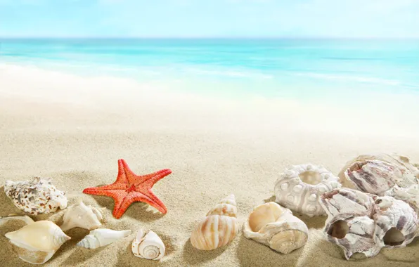 Картинка beach, sea, sand, seashells