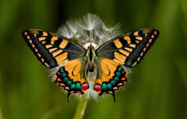 Butterfly, garden, insect