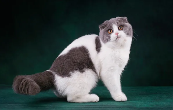Кошка, кот, взгляд, морда, поза, темный фон, котенок, лапы