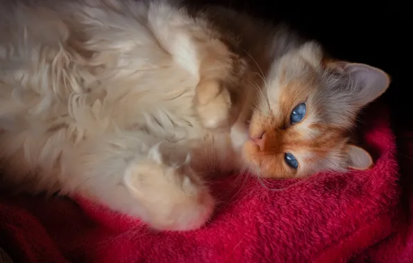 Кошка, кот, взгляд, поза, мордашка