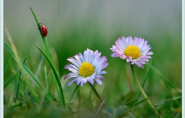 Цветы, природа, божья коровка, картина, Nature, flowers, picture, insect