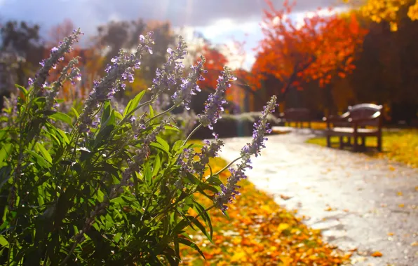 Flower, park, garden, spring, blooming