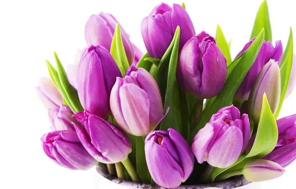 Цветок, цветы, природа, букет, весна, тюльпаны, красивые, сиреневые