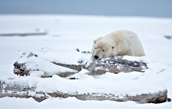 Картинка зима, снег, медведь, Аляска, белый медведь, полярный медведь