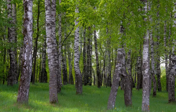 Лес, весна, утро, Березы, роща