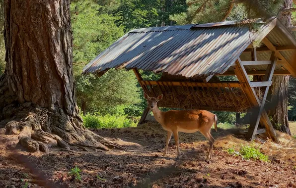 Italy, deer, Sila, Calabria, Sila National Park