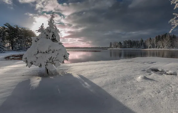 Зима, снег, озеро, дерево