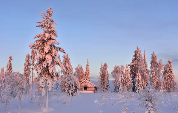 Картинка зима, снег, деревья, освещение, сарай