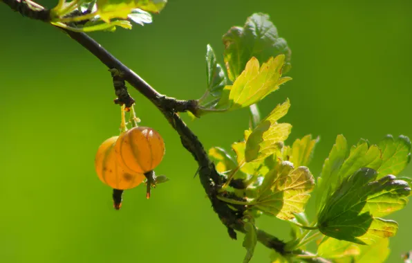 Fruit, twig, gooseberry