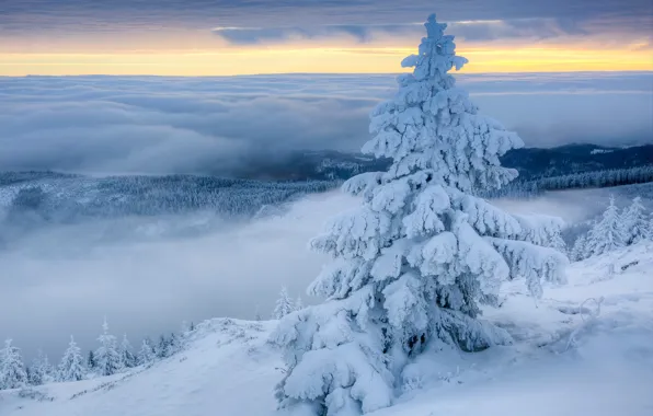 Картинка зима, облака, снег, туман, ель, утро, Польша, Poland