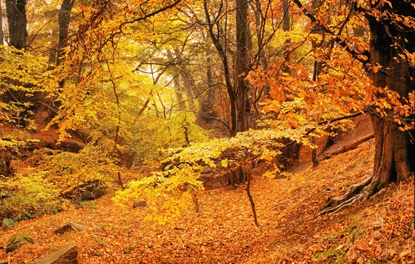 Картинка осень, лес, листья, деревья, желтые, золотая