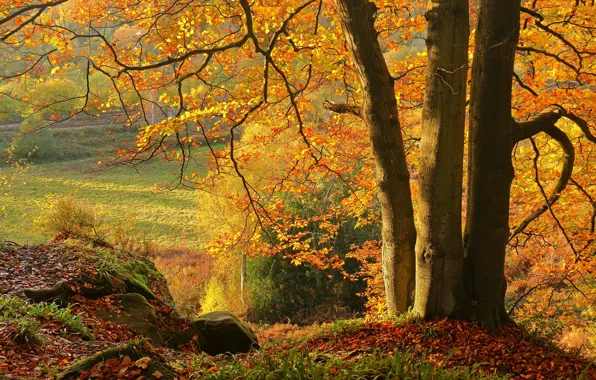 Картинка осень, деревья, опавшая листва