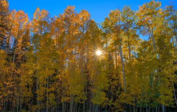 Картинка осень, лес, солнце