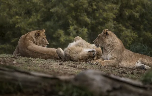 Картинка photography, trees, animals, nature, lion, wildlife, wild cat