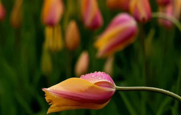 Картинка Pink, тюльпаны, Yellow
