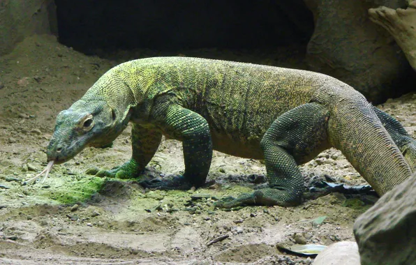 Картинка animal, lizard, Reptiles, Varan