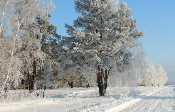 Картинка зима, иней, дорога, снег, деревья, природа