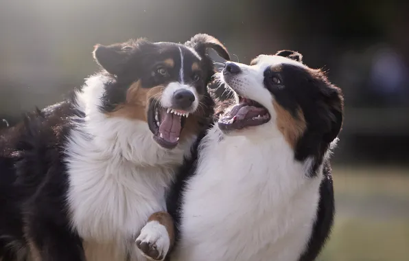 Картинка игры, настроение, две собаки, Австралийская овчарка, Аусси
