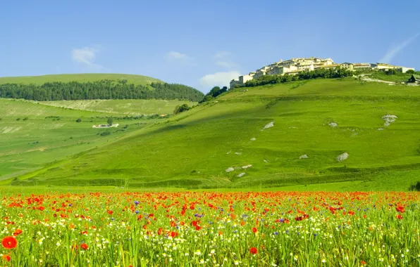 Картинка пейзаж, цветы, природа, холмы, поля, маки, дома, italia