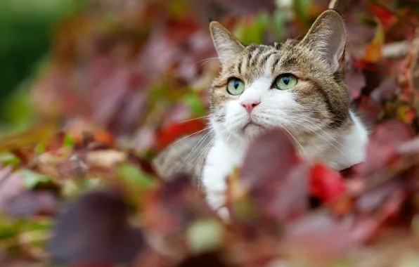 Осень, кошка, кот, взгляд, морда, портрет, лежит, зеленые глаза