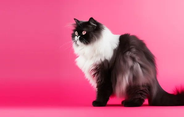 Кошка, кот, взгляд, поза, черно-белый, пушистый, мордашка, сидит