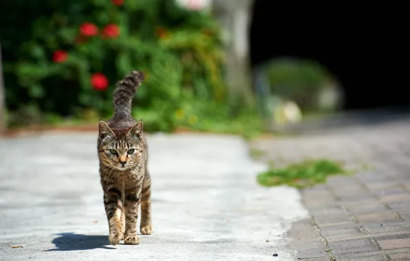 Картинка кот, солнце, улица