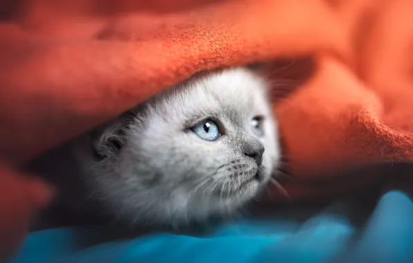 Кошка, котенок, серый, красное, покрывало, постель, милый, плед
