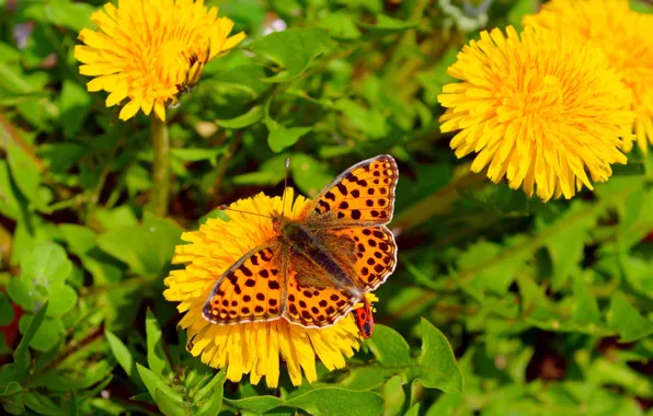 Картинка Макро, Весна, Бабочка, Цветочки, Flowers, Spring, Macro, Butterfly